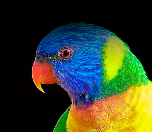 Продвижение сайта Ростов